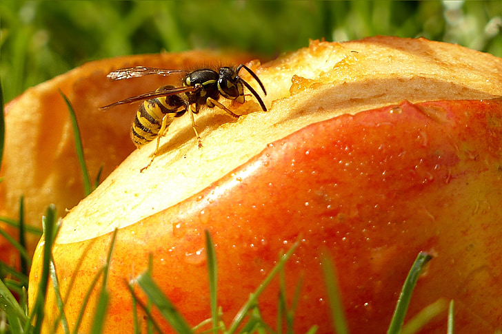 animal, insect, wasp, morja, foraging, apple, garden