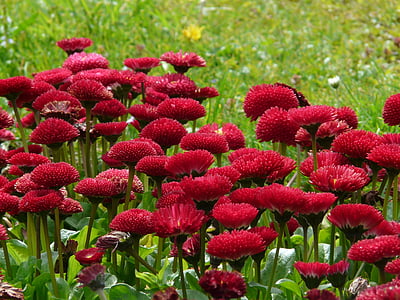 bunga, Daisy, merah, Tutup, tanaman, Rob roy, musim panas