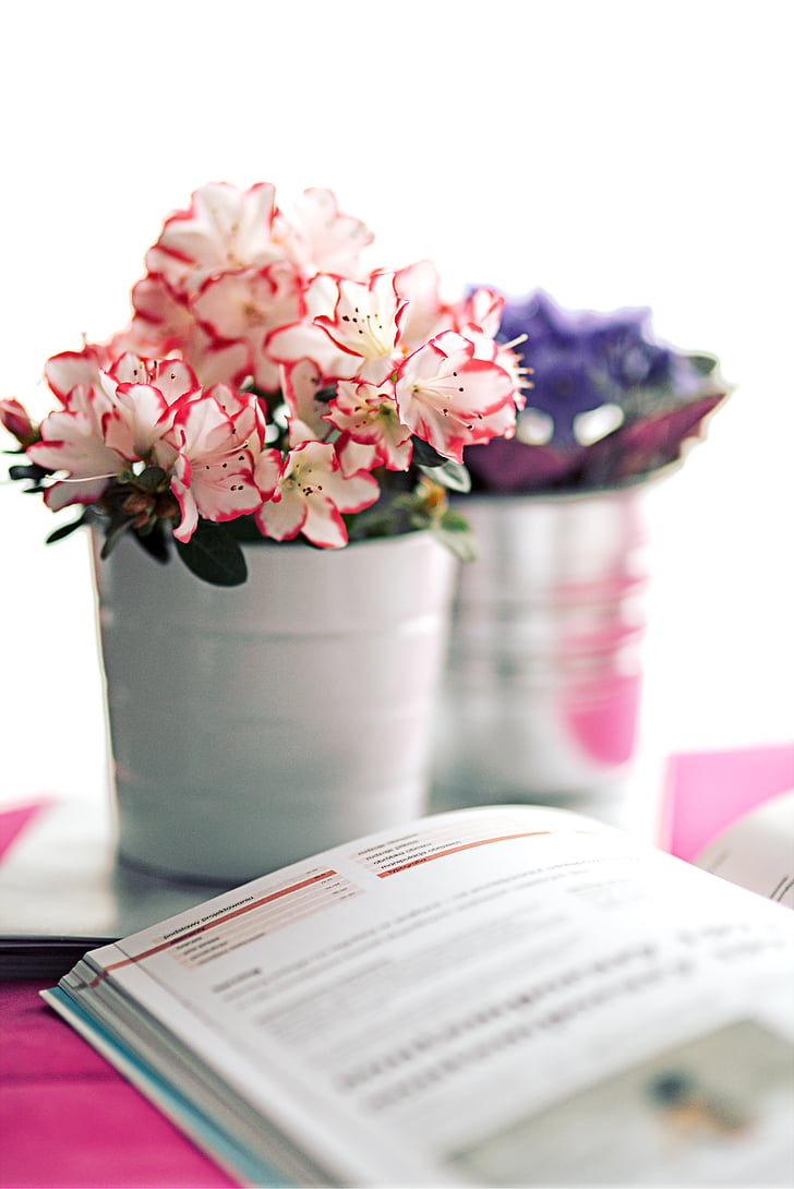 Azalea, olla blanc, llibre, flor, plantes d'interior