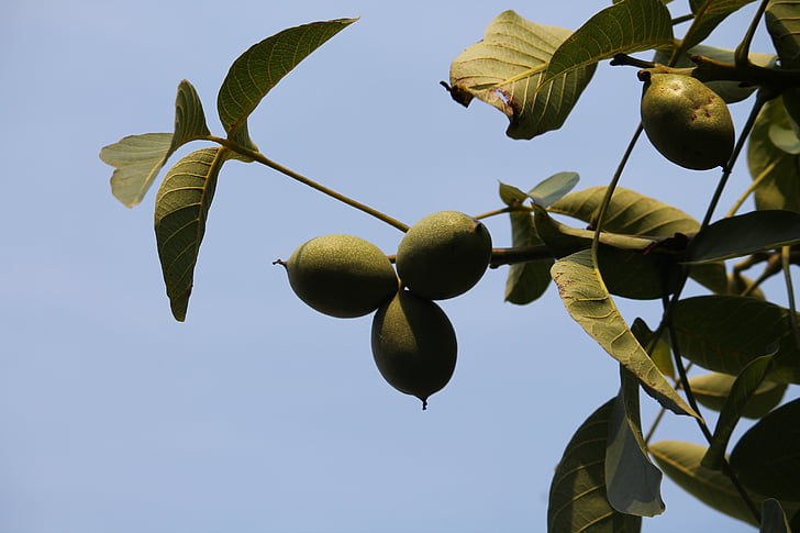 walnut, plant, close, nature, late summer, fruit, food