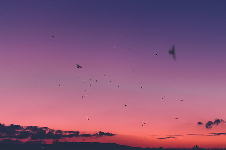 tramonto, cielo, Nuvola, uccelli, di volo, animale, uccello