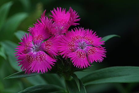 dianthus, flowering plant, blossom, pink, red, caryophyllaceae, flower