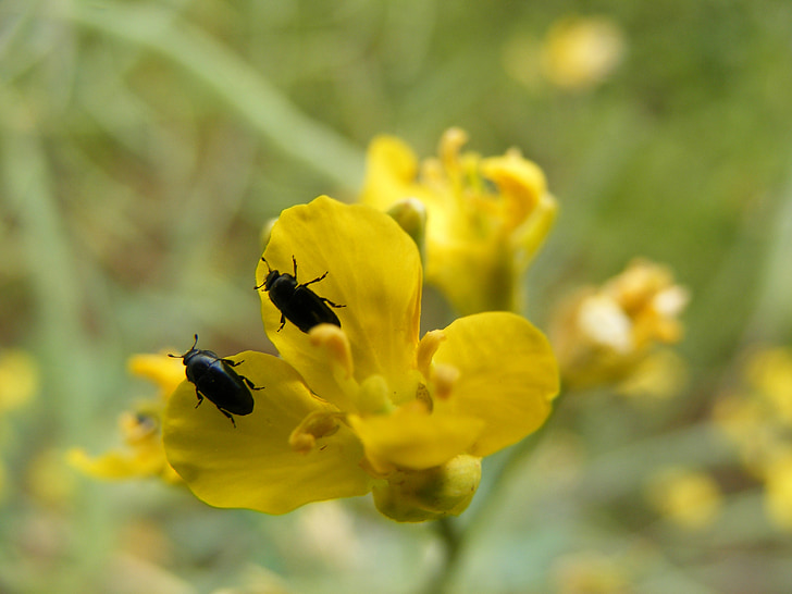 beetle, flower, yellow