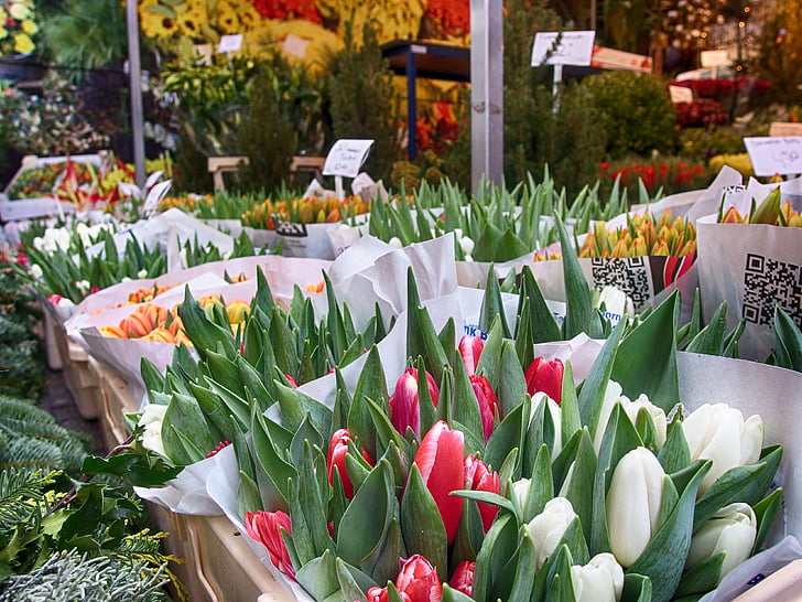 tulipes, Amsterdam, fleurs, Bloom, fleur, nature, printemps