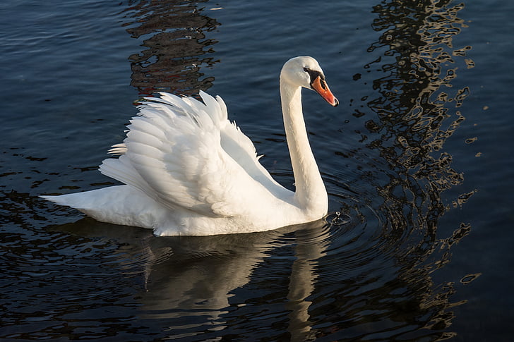 Swan, mare, natura, apa, Lacul, pasăre, alb