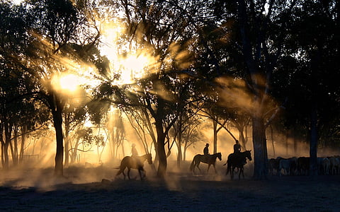 kovbojové, sluneční světlo, stromy, pasení, koně, jízda na, jízda na koni