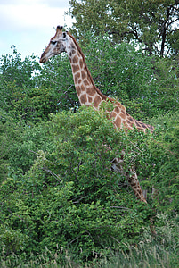 zsiráf, Dél-Afrika, szavanna, táj, Kruger park