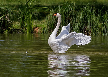 swan, water bird, animal, nature, swim, swans, waters