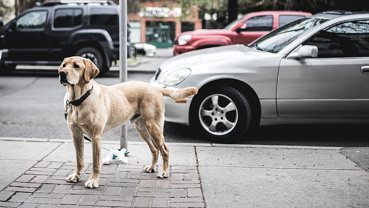 animal, canine, cars, dog, footpath, labrador, pavement