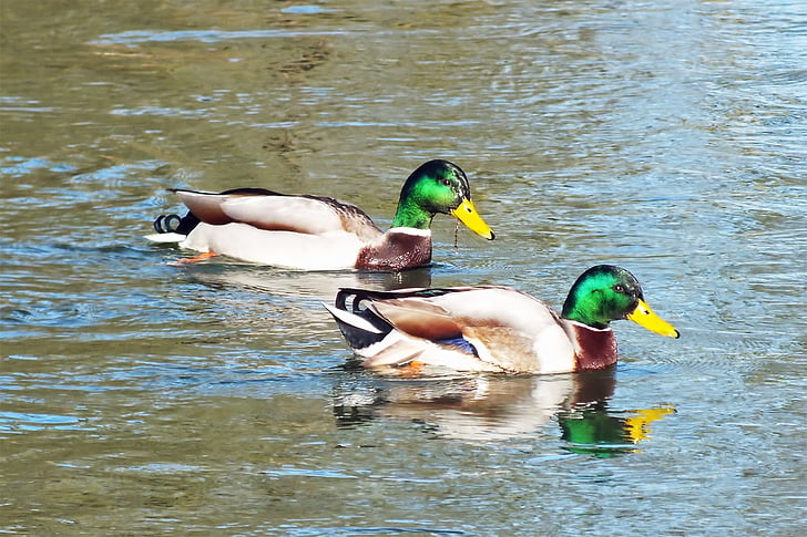 ducks, wild duck, water, animal, river, waters