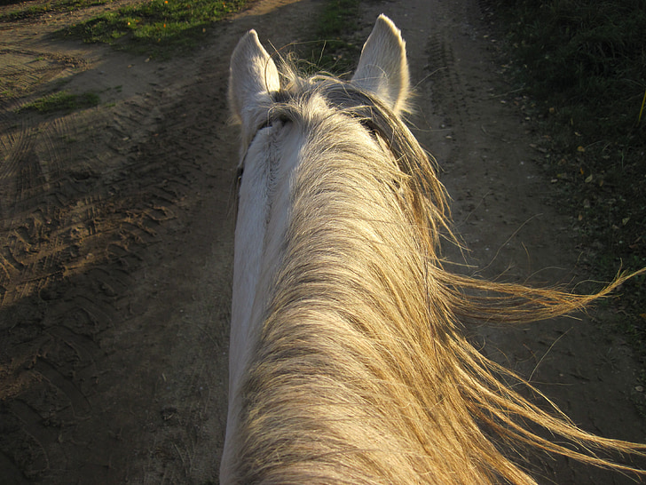 horse, dapple, mane, sun, wind, ride, attention