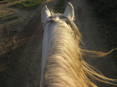 caballo, rucio, Mane, sol, viento, paseo, atención