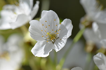 flor del cirerer, blanc, flor, flor, macro, natura, flor