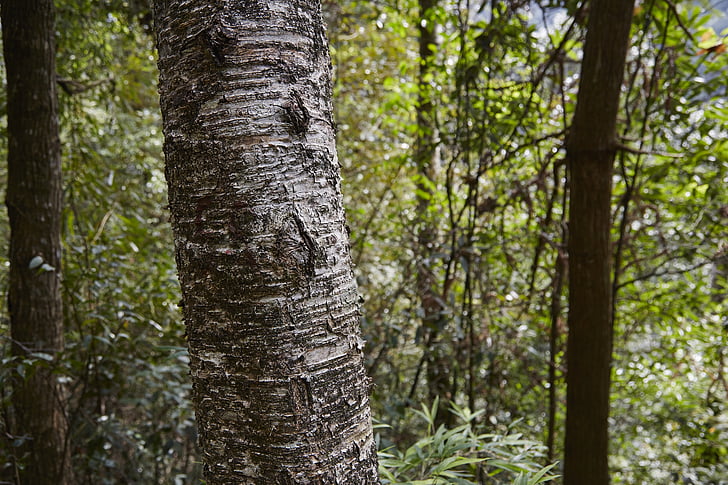 forest, tree, the scenery