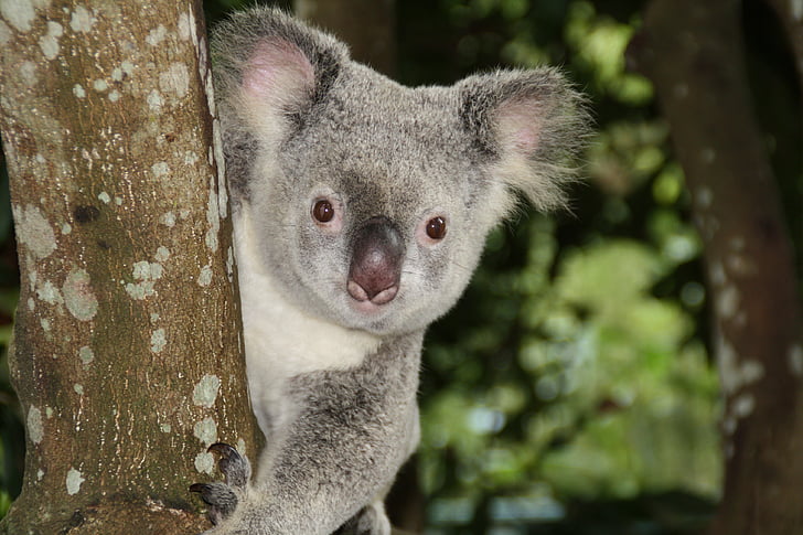 Australien, Zoo, Koala Björn, Koala, pungdjur, djur, vilda djur