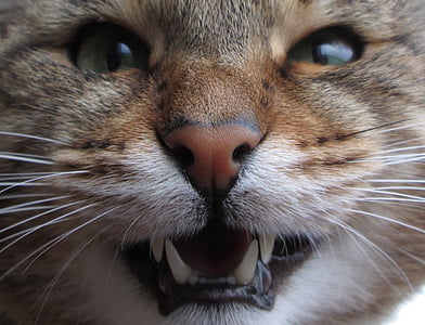 kucing, kemarahan, binatang, gigi