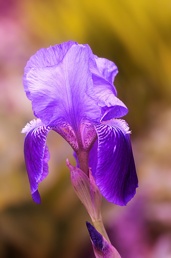 Iris, bloem, blauw-paars, Blauwe bloem, Wild flower, Blossom, Bloom