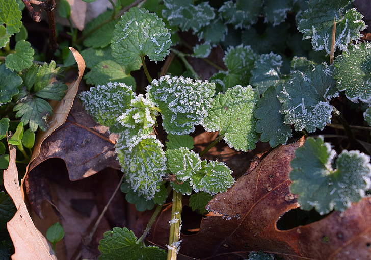 frost on leaves, spring frost, leaf, foliage, plant, nature, agriculture