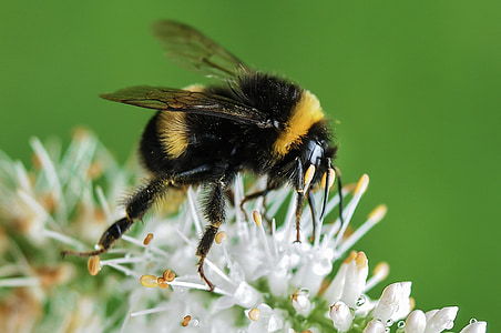 abeja, abejorro, flor, macro, jardín, miel, néctar de
