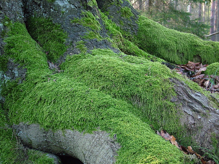 tree, root, moss, nature, green