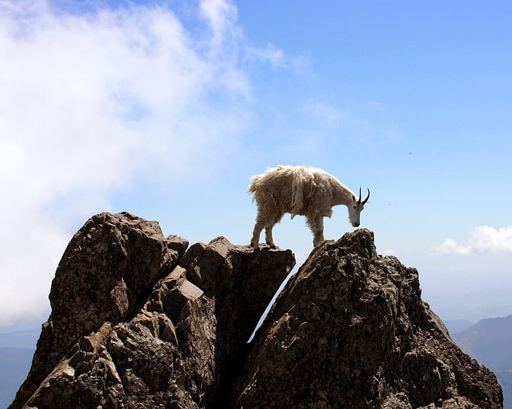 horské kozy, skaly, voľne žijúcich živočíchov, Príroda, zviera, vonku, cicavec