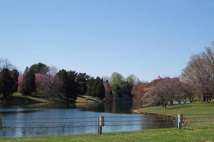 池塘, 公园, 平静, 夏季, 湖, 水, 自然