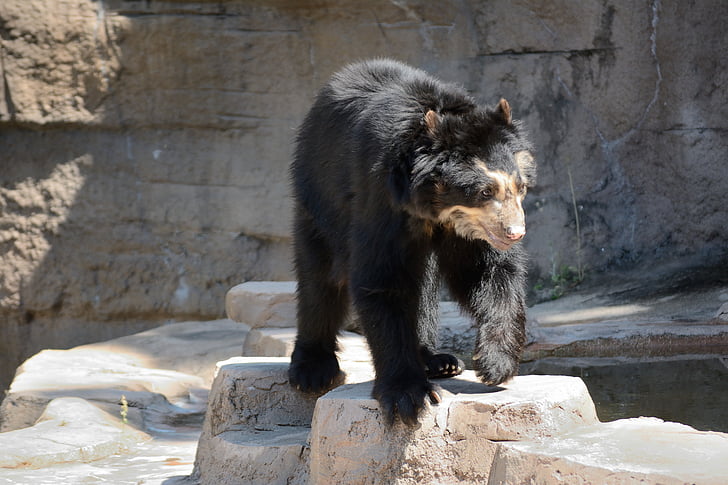 bear, zoo, wildlife, animal, nature