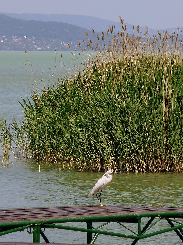 Balatonsjøen, fuglen, natur, vann, Lake, dyr, fugler