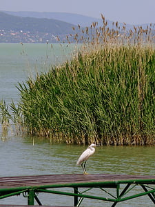 Озеро Балатон, птица, Природа, воды, озеро, животное, птицы