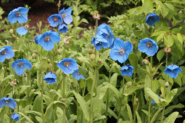 Mak, modrá, vlčie maky, meconopsis, Himalájskej, kvet, Príroda