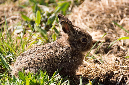 hare, easter bunny, rabbit, hare baby, rabbit baby, wild animal