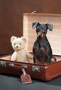 dog, bear, teddy, animals, cute, luggage, curious