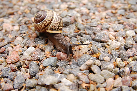 snail, stones, mollusc, conch, slow, animal, slimy