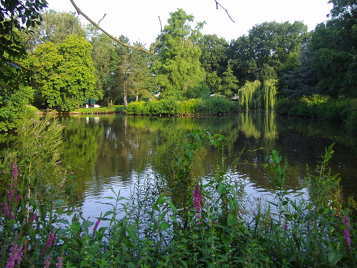 Natura, staw, woda reflection, drzewo, na zewnątrz, wody, Jezioro