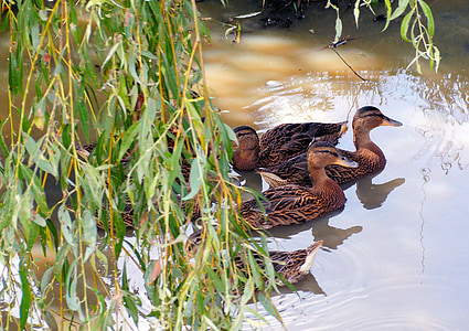 ducks, water, wild bird, feather, reflection, wildlife photography, bird