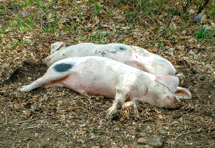 con lợn, hai, Cặp, giấc ngủ, buồn ngủ, màu hồng, Trang trại