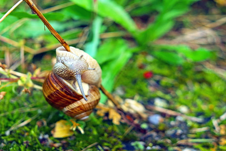 snail, mollusk, branch, probe