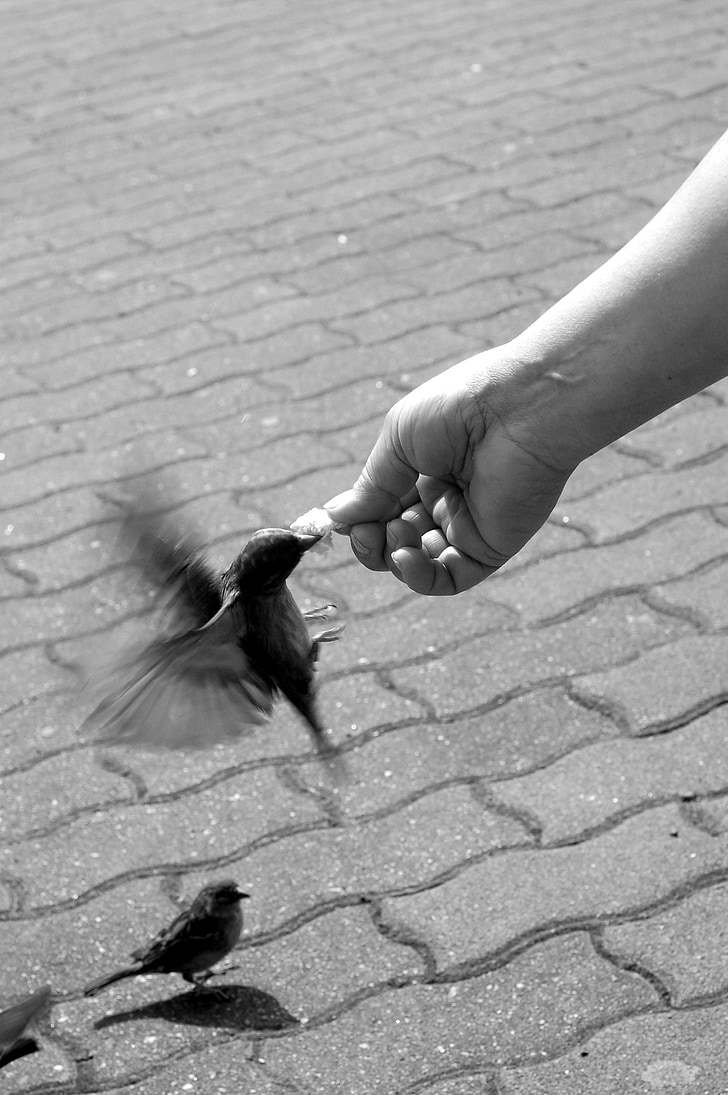hand, sparrow, wings, feeding, movement, courage