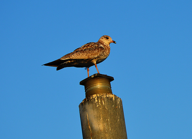 seagull, sea, port