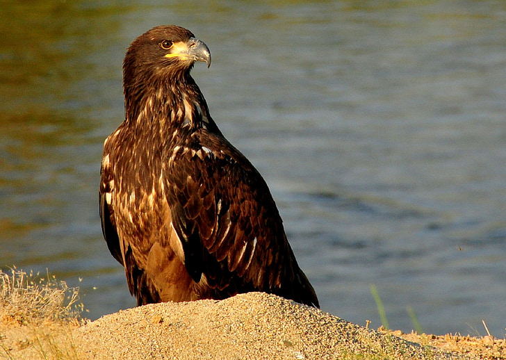Bald eagle, juvenil, unga, tittar just nu, marken, stående, Predator