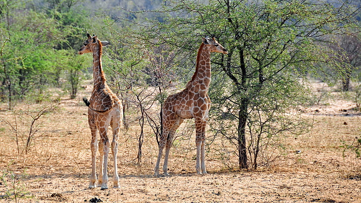 Afrika, Namibië, natuur, droog, nationaal park, dier, wild dier