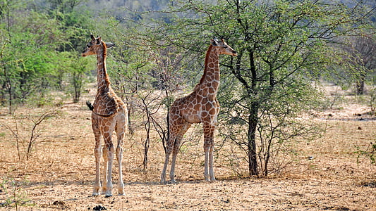 아프리카, 나미비아, 자연, 건조, 국립 공원, 동물, 야생 동물