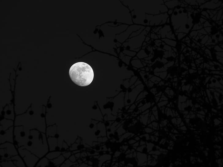 Księżyc, drewno, niebo, noc, Pełnia księżyca, Moonlight, Planet moon