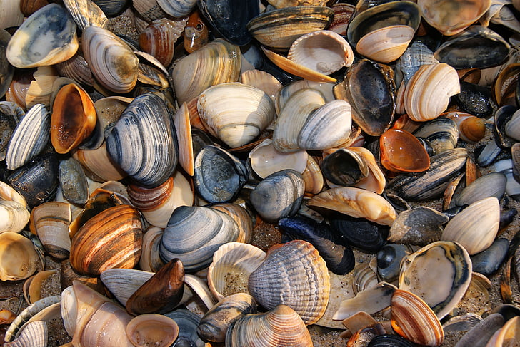 schelpen, shell, strand, zand, natuur, schaal-en schelpdieren, kleuren