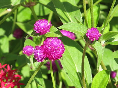 purple clover, blossoms, blooms, purple, leaf, green, grass