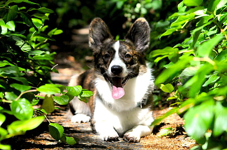 dog, corgi, trail, purebred, adorable, canine, animal