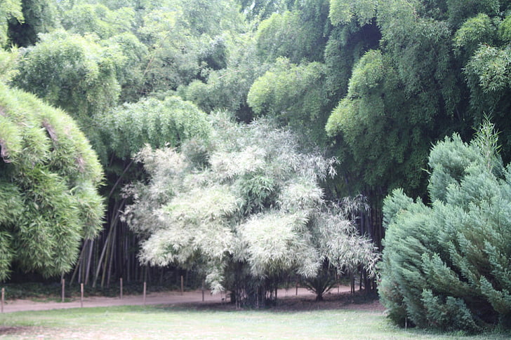 bambusest, Ardèche, taim, Botaanikaaed