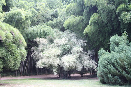 bambus, Ardèche, závod, Botanická zahrada
