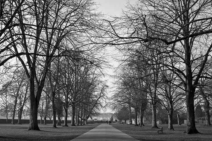 parks, trees, black and white, paths, pathways, roads, woods
