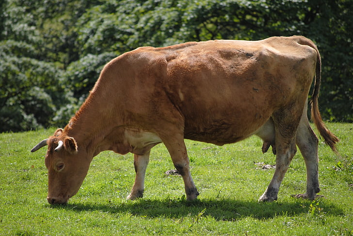 animal, leite, produtos lácteos, vaca, fazenda, agricultura, gado